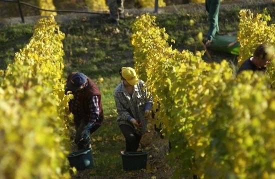 全球葡萄酒總產量下降8.2%，2018葡萄酒漲價已成定勢